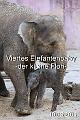2017-05-10 Viertes Elefantenbaby -der kleine Floh-